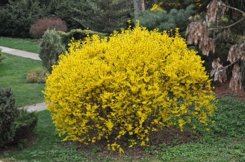 Forsythia Trimming