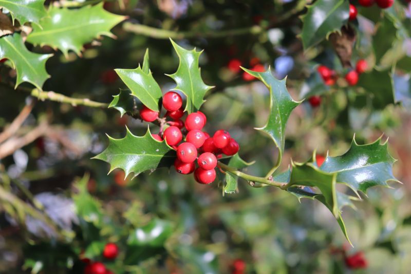 Holly Shrub Pruning