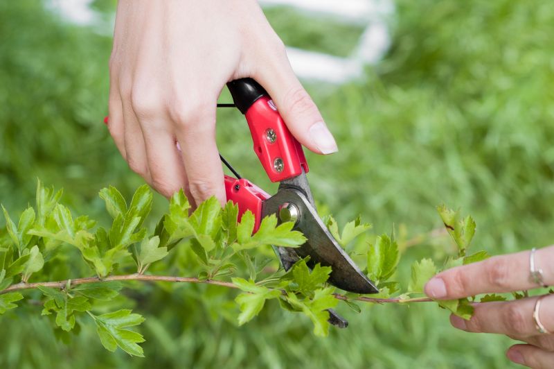 Close-up of Pruning Technique