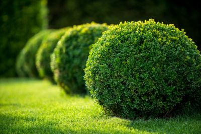 Pruned Shrubs with Clean Edges