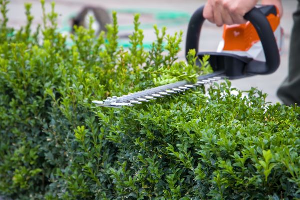 Cost of Hedge Shearing in Auburn