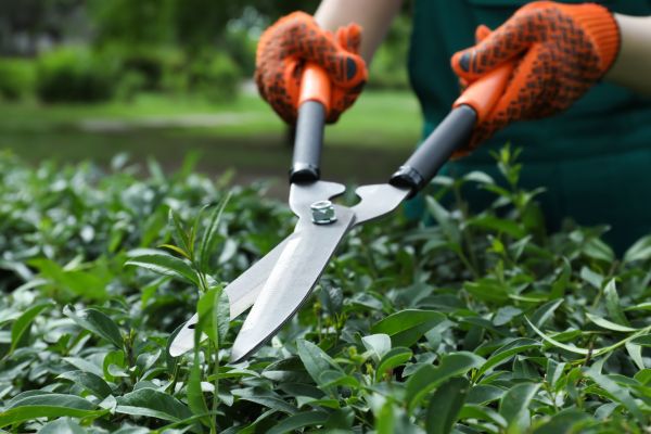 Pruning Shrubs Service