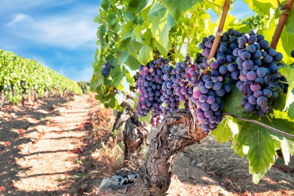 Cost of Grapevine Pruning in Auburn