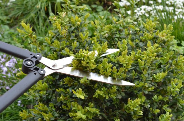 Cost of Boxwood Trimming in Auburn