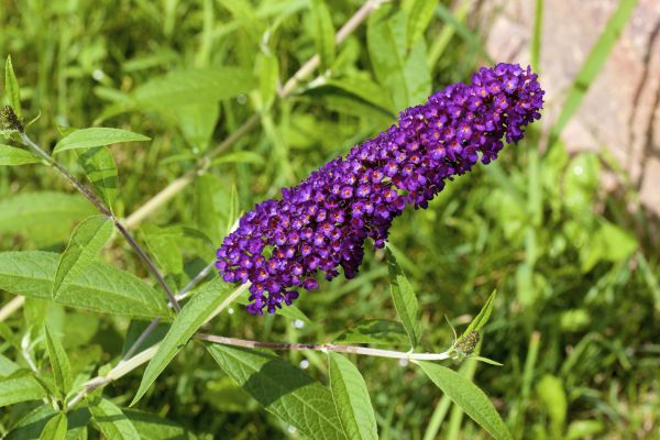 Cost of Butterfly Bush Pruning in Auburn